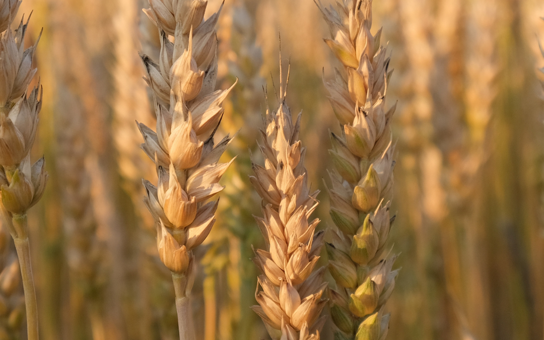 Jn 12, 24-26 | El grano de trigo
