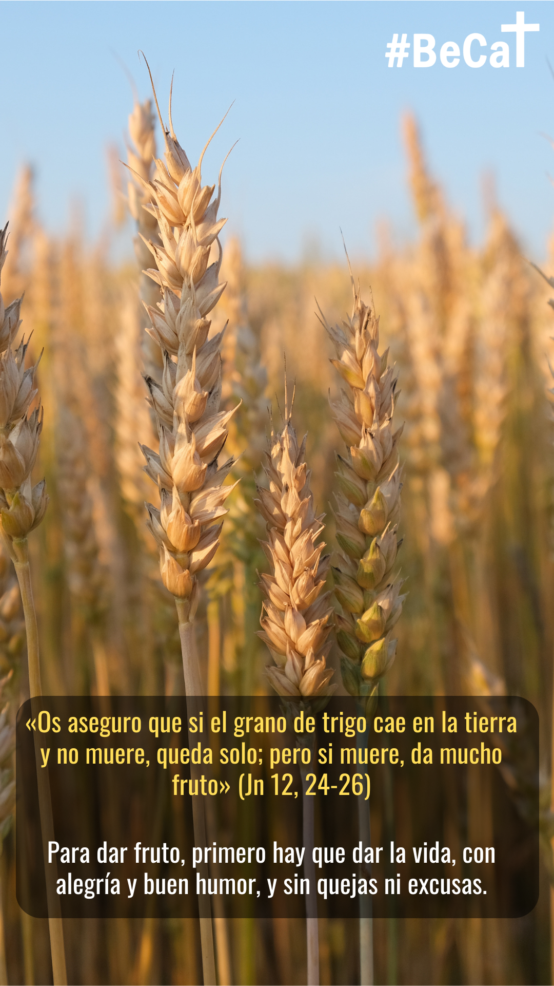 El grano de trigo